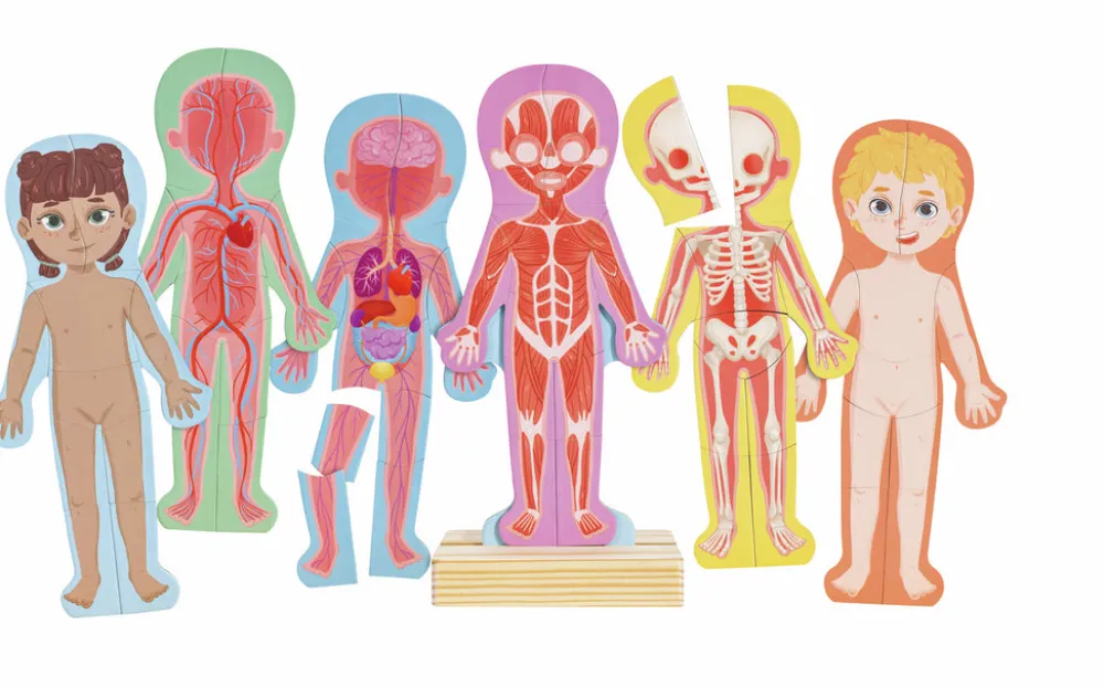 Hape Rompecabezas magnético del cuerpo humano ·*Niños Puzzles Hape|Puzzles Encajables